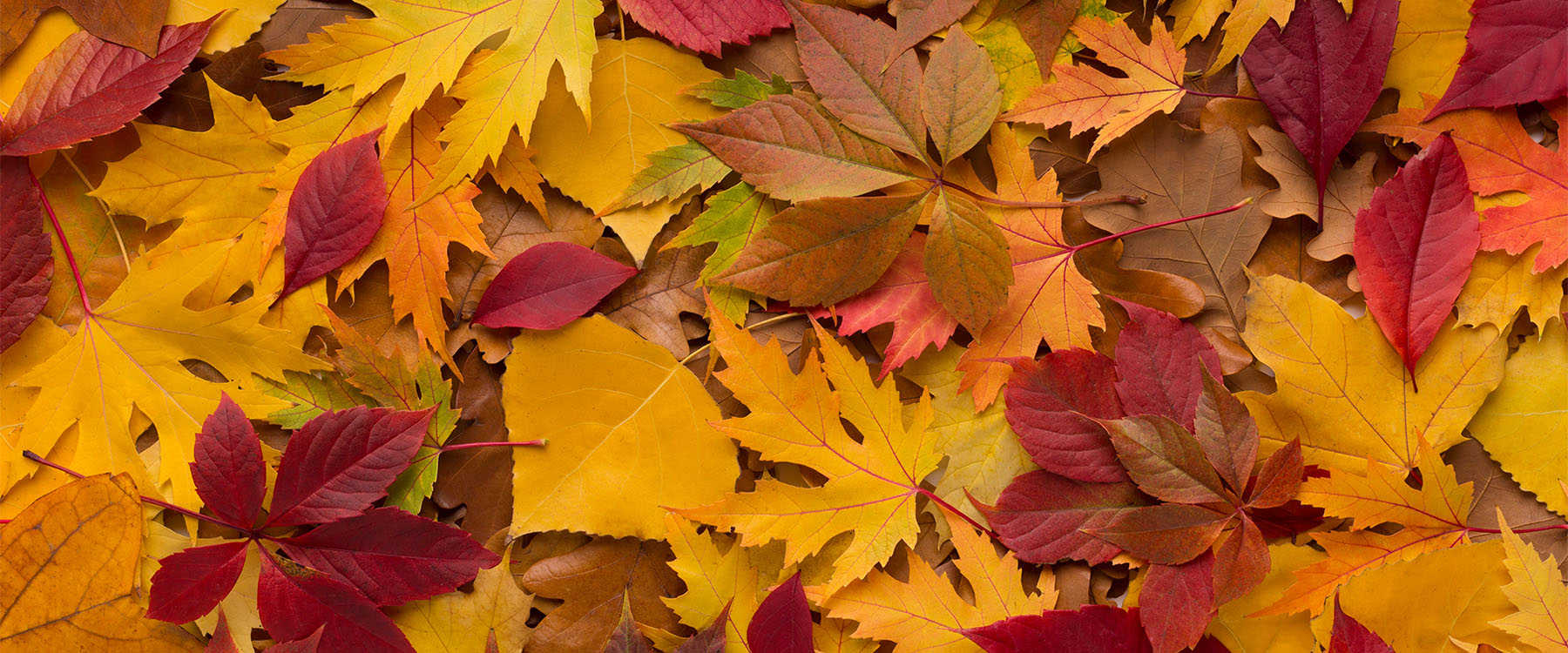 Colored Pillow Of Fresh Fallen Autumn Leaves