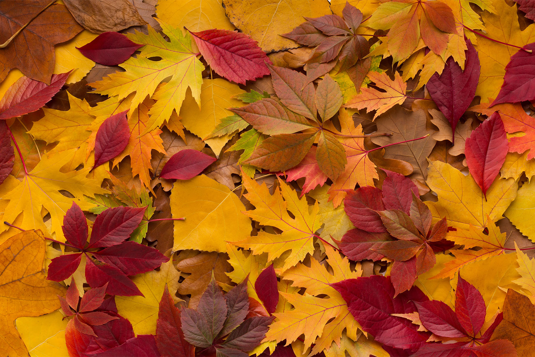 Colored Pillow Of Fresh Fallen Autumn Leaves